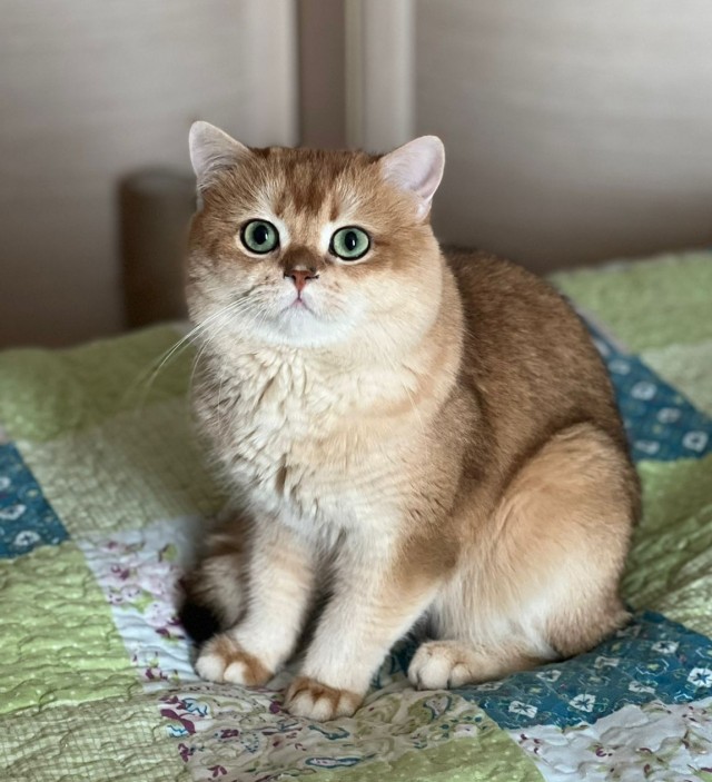 Котовторник. Королева помойки