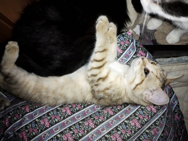 КотоФторник 23.08.22