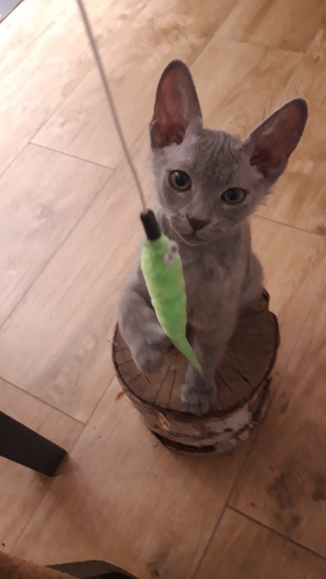 С Котовторником вас! Зовут Чеса!