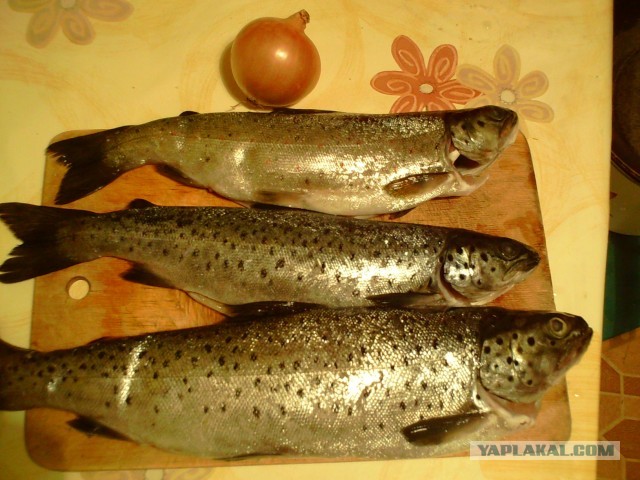 А я на рыбалке