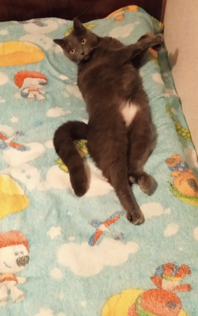 Котовторник 17.01.23