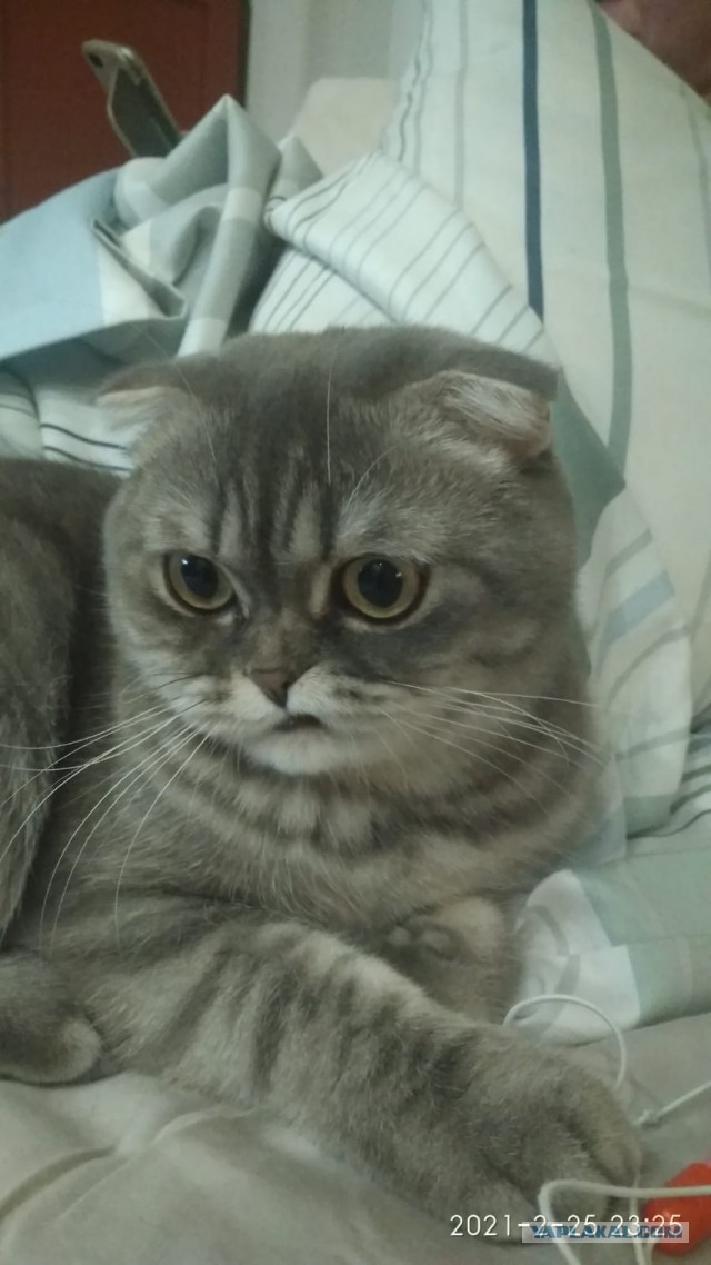 Коточетверг!