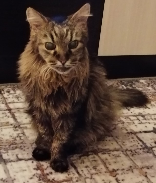 Кот-манипулятор