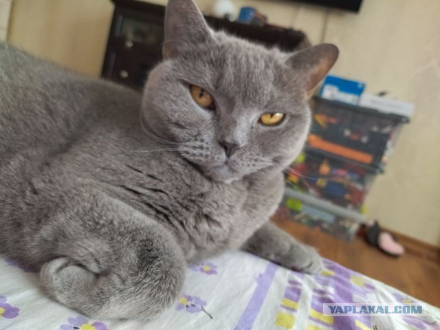 Котовторник
