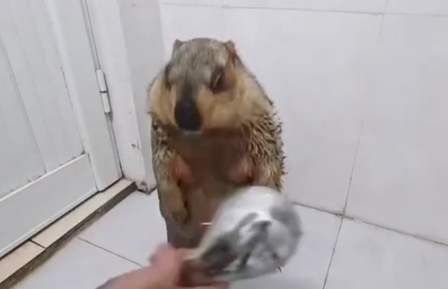 Моют толстого⁠⁠