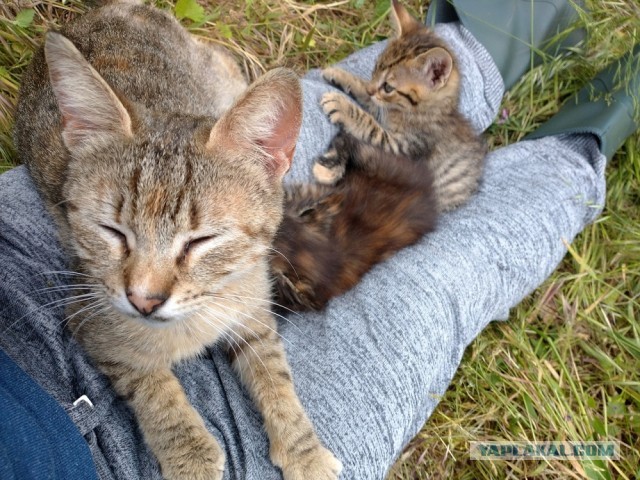 Котовторник. Немного сицилийских котов.