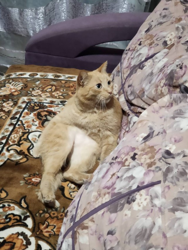 Жизнь домашнего приюта "Котоленд" 416