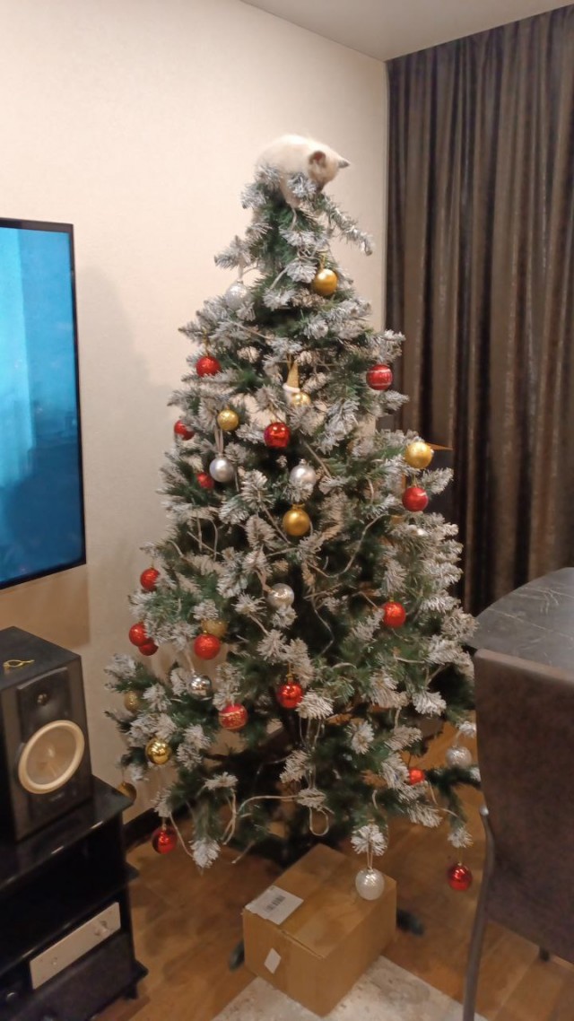 Новогодний кот