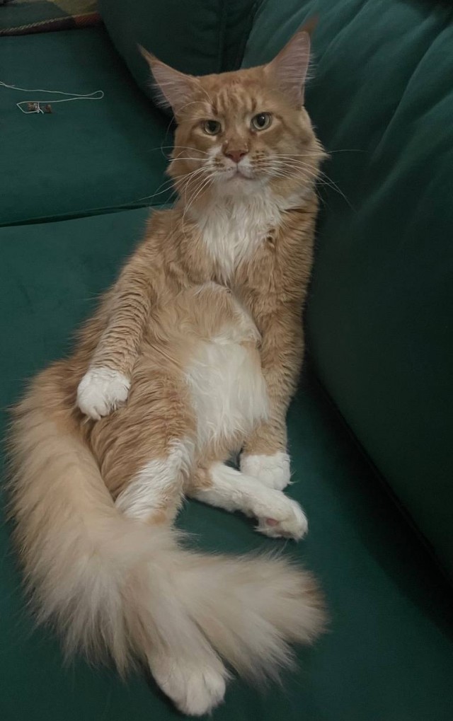 Котик Мейн-кун