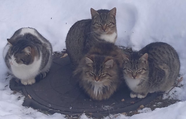Котовторник глазами ИИ