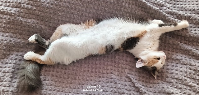 Котовтоник в картинках
