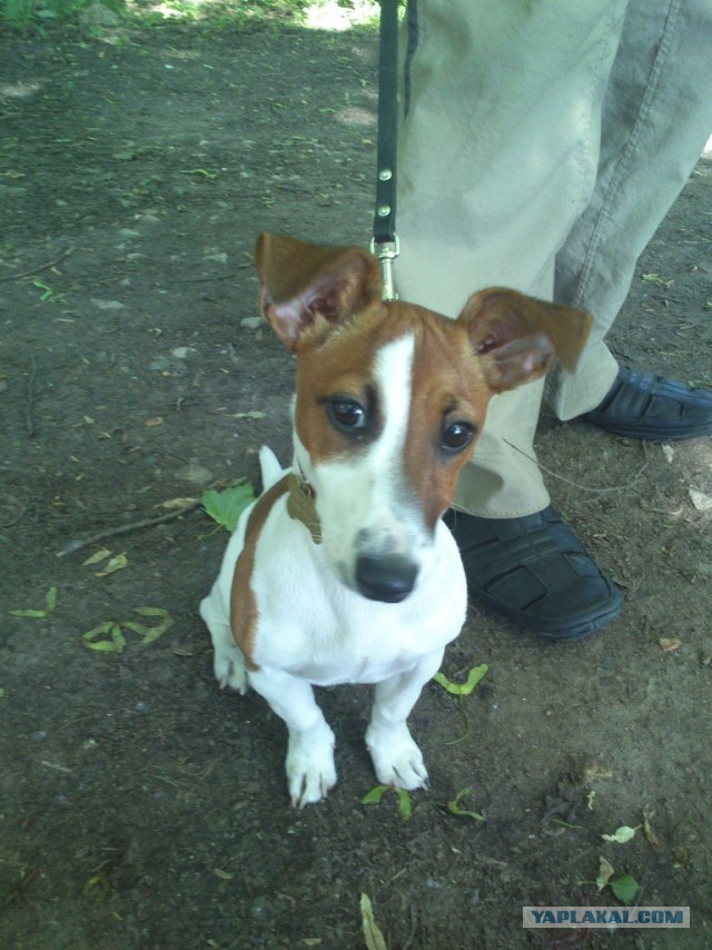 Собакочетверг! 6.06.2013