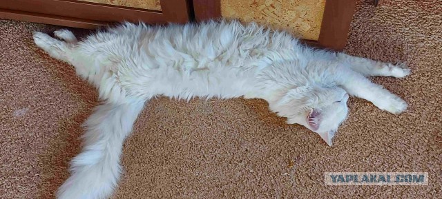 12 самых смешных котов в истории комического конкурса Comedy Pet Photography Awards