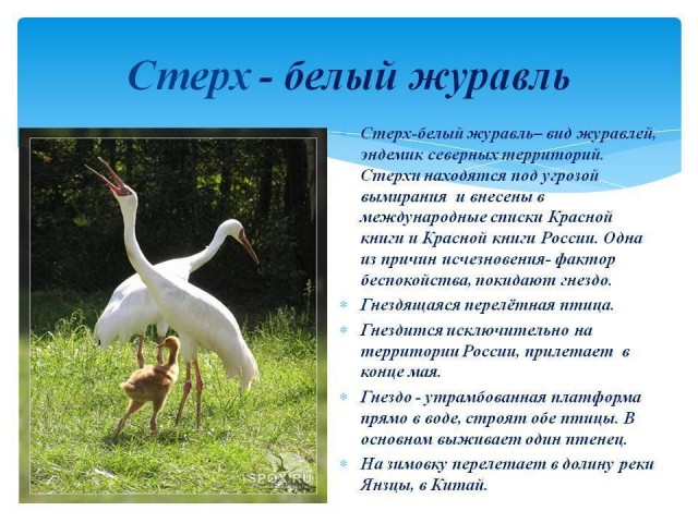 Правое дело