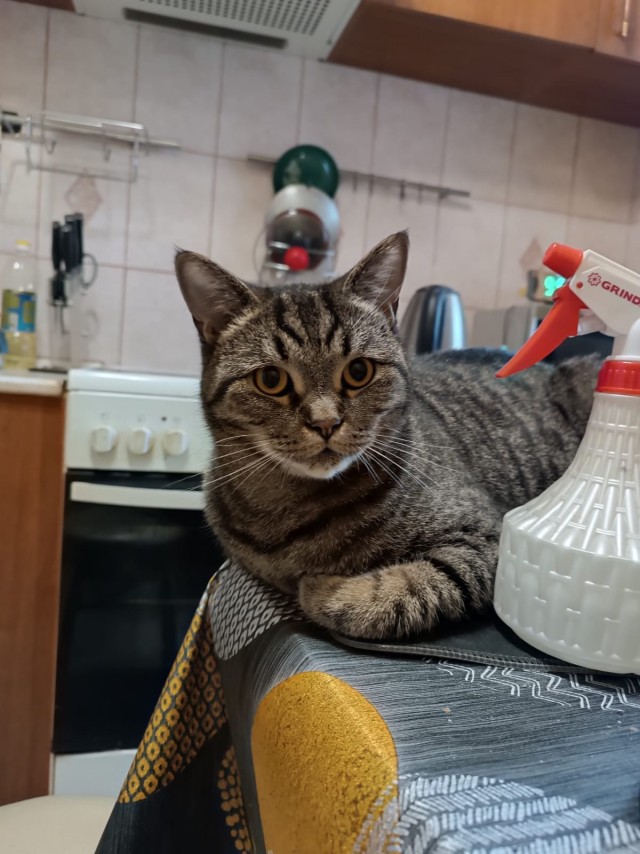 Котовторник продолжается