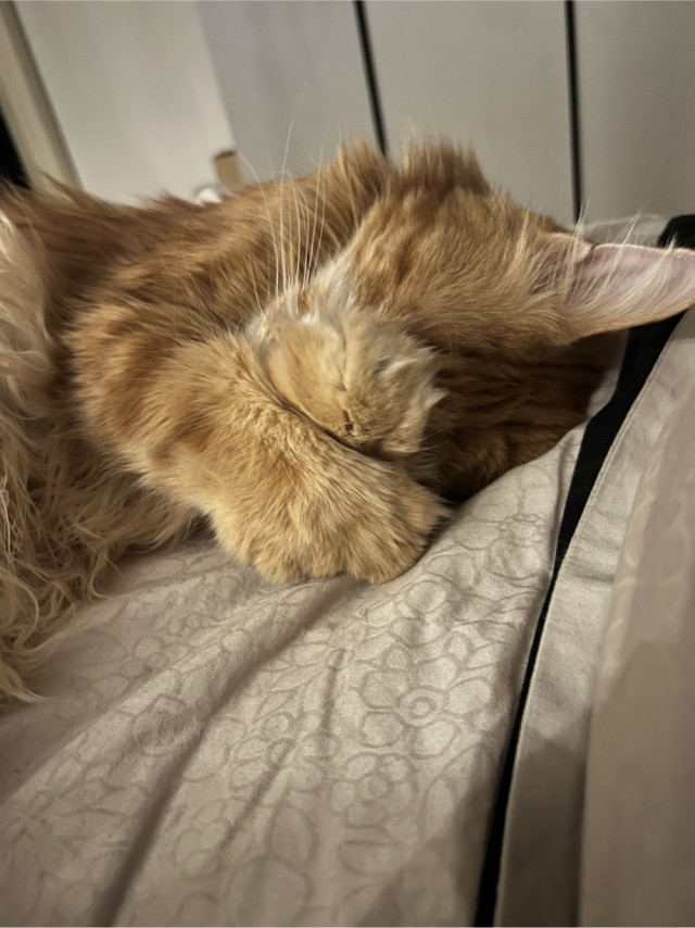 Котовторник! Успел!)