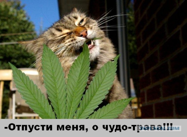 КотЭ и препараты