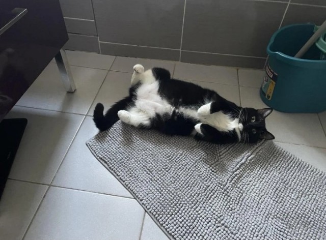 Кошки в санузле.