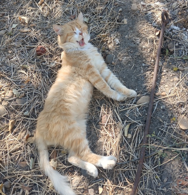 Котовторник. Дорофей!