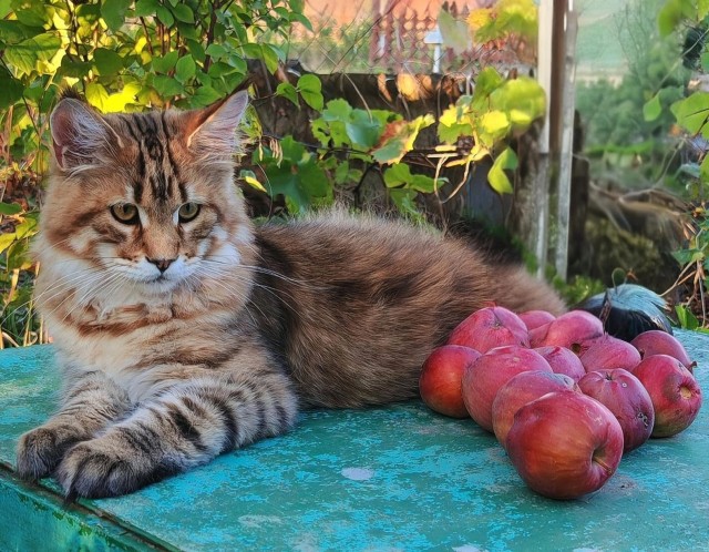 К котовторнику)