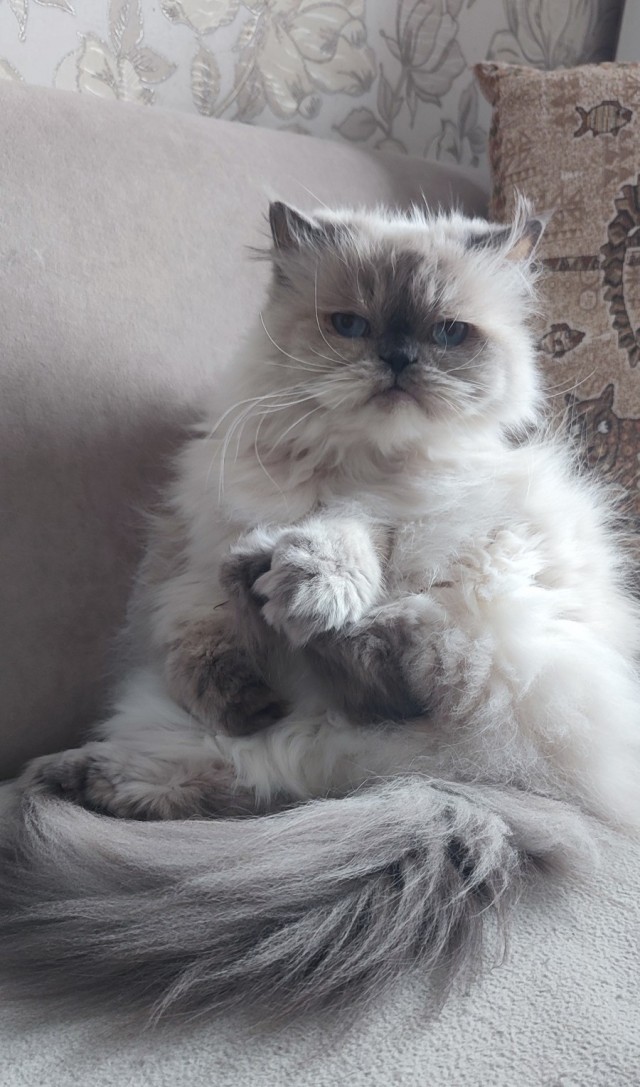 Я не люблю кошек.