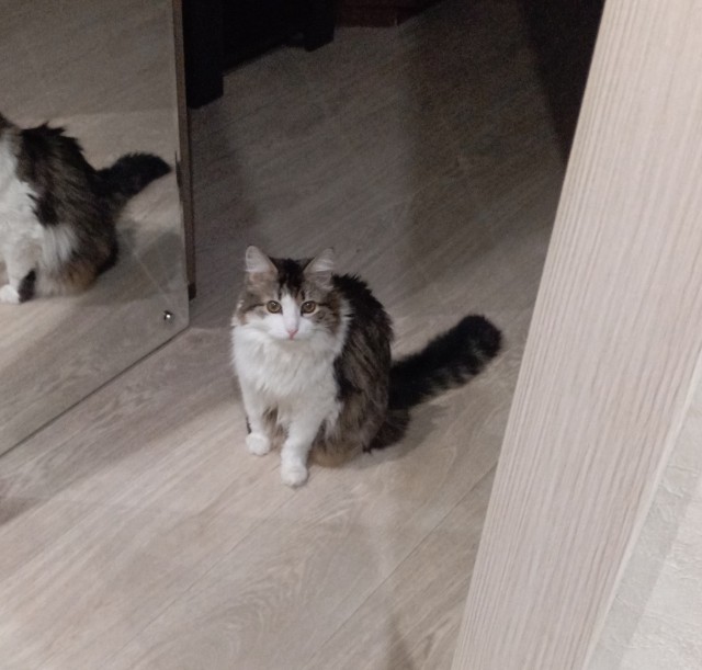 Последний котовторник в этом году братцы.