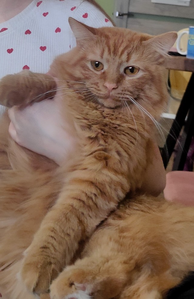 Вот и мой кот