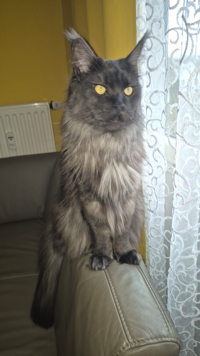 В защиту кошек породы Сфинкс канадский...