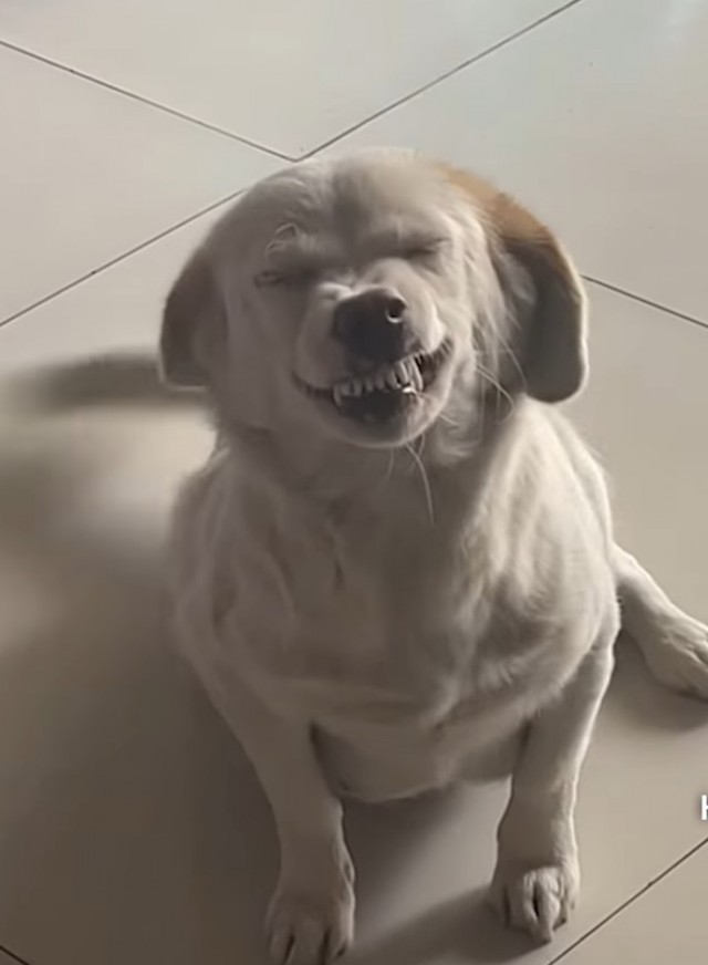 А котовторник уже пришёл?