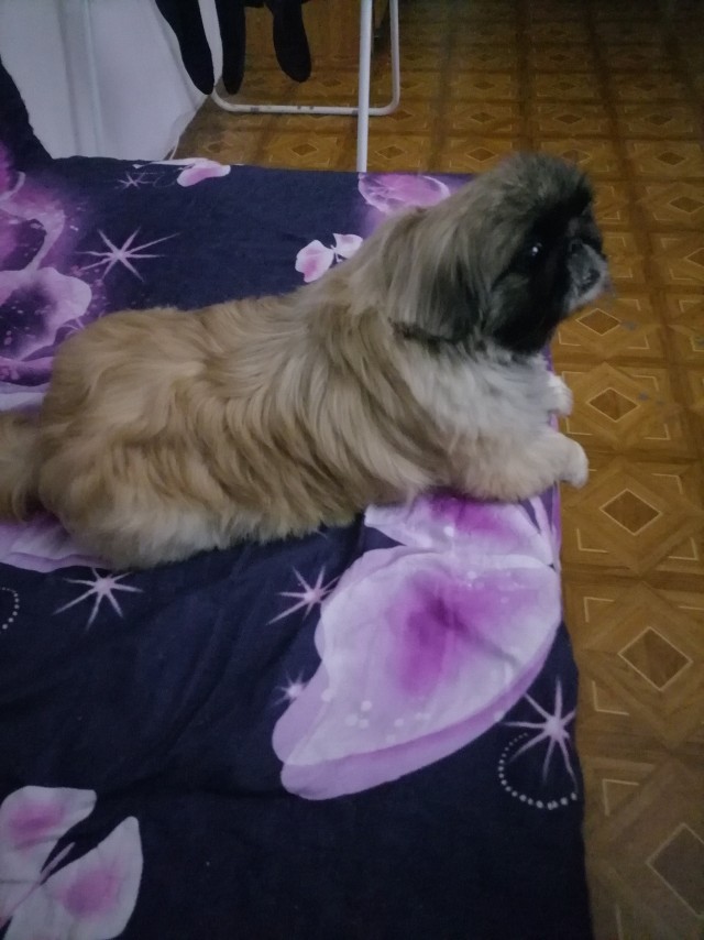 Бабака