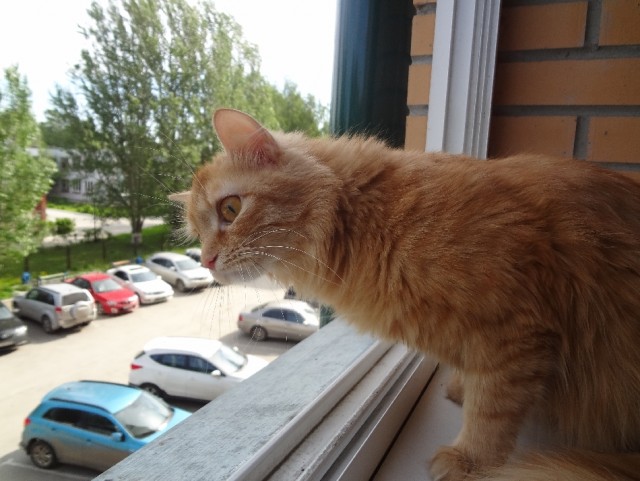 Котовторник 23.07.2013