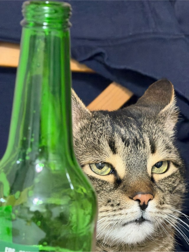 Котовторник же!