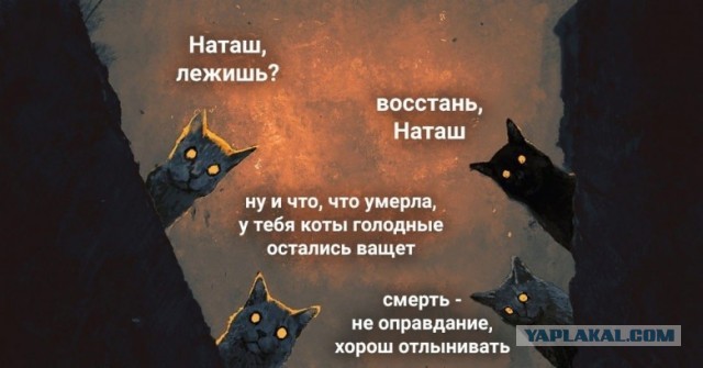 Команда пушистых пришла будить своих кожаных, потому что наступило время завтрака.