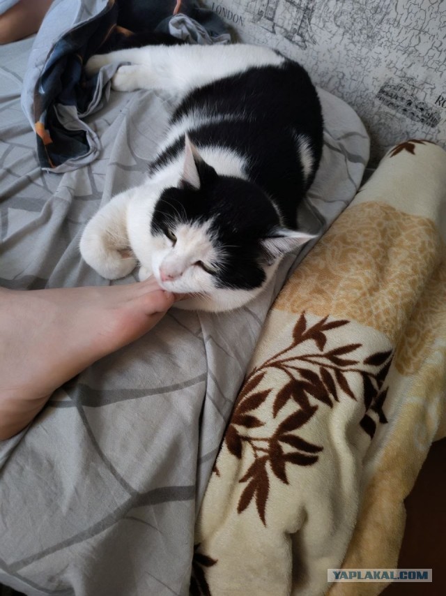 Котовторник