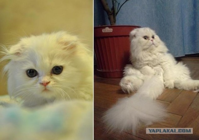 Коты и время