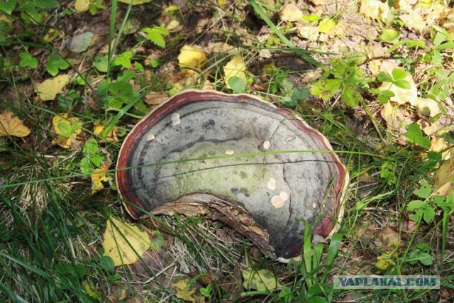 Фотоотчёт. Ивановская область.