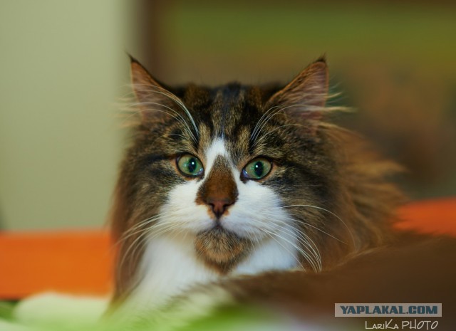 Котовторник 04.03.2014
