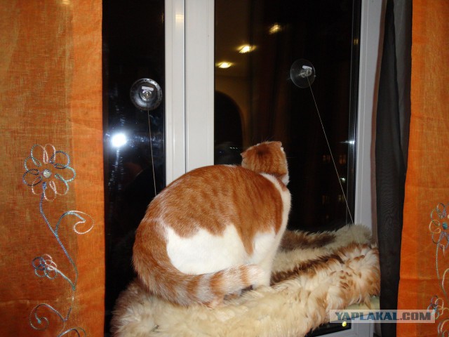 Котовторник 18.03.2014