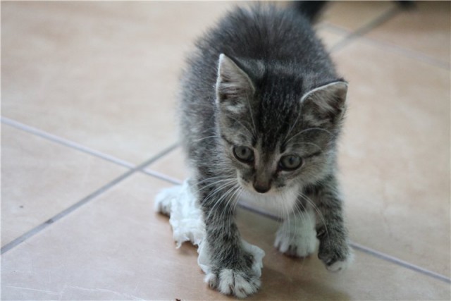 Котовторник 20.05.2014