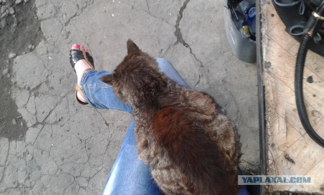 Котовторник 01.07.2014