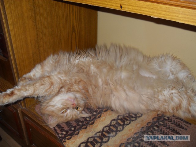 Котовторник  08.07.2014