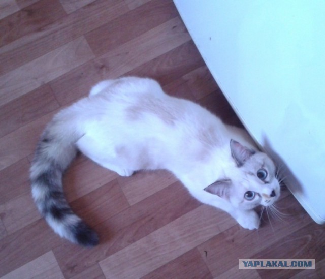 Котовторник 26.08.14.