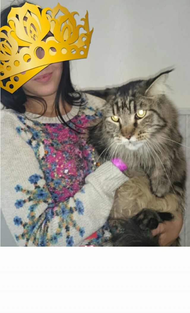 Кот попросил себя сфотографировать для Яп