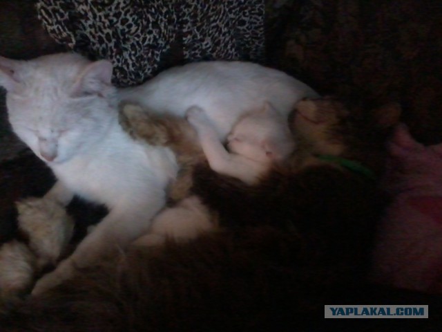 Котовторник 11.11.2014