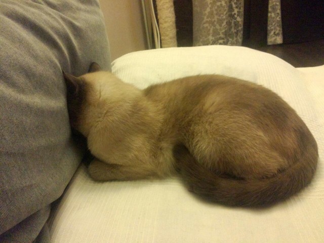 Котовторник