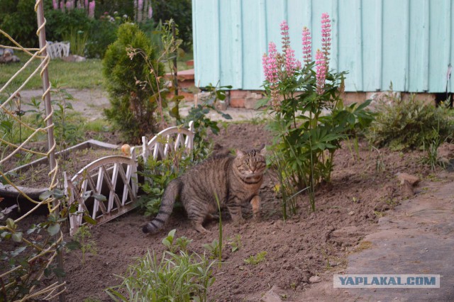 Котовторник  21.07.2015