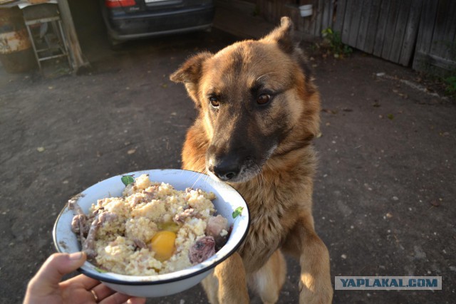 Покормить сабакина