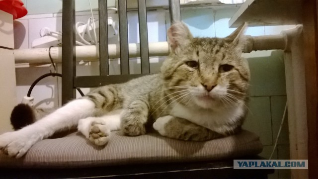 Котовторник 13.10.2015
