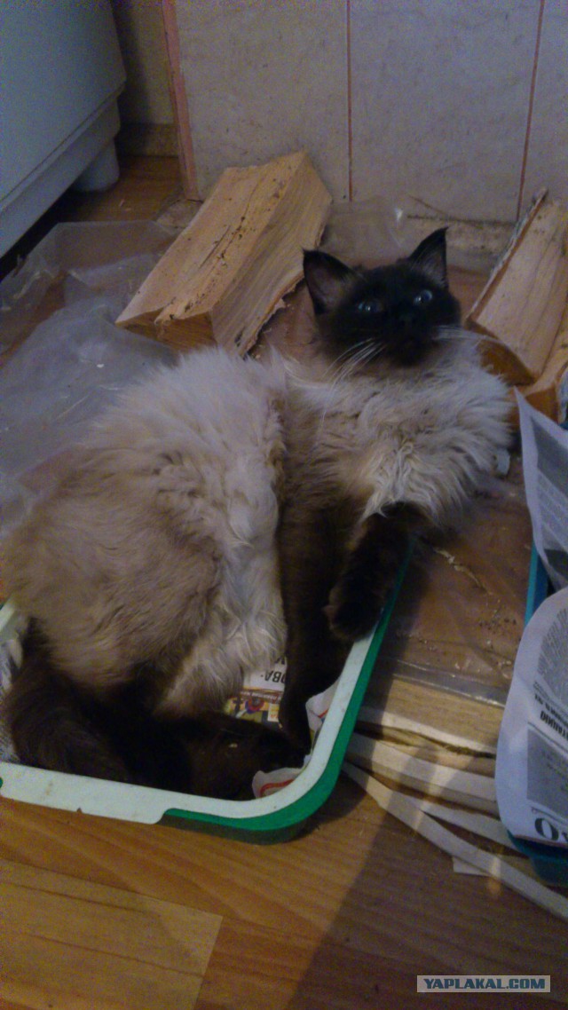 Котовторник 17.11.2015