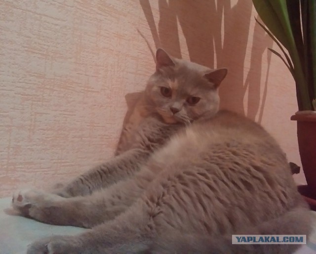 Котооо-о-о-вторник